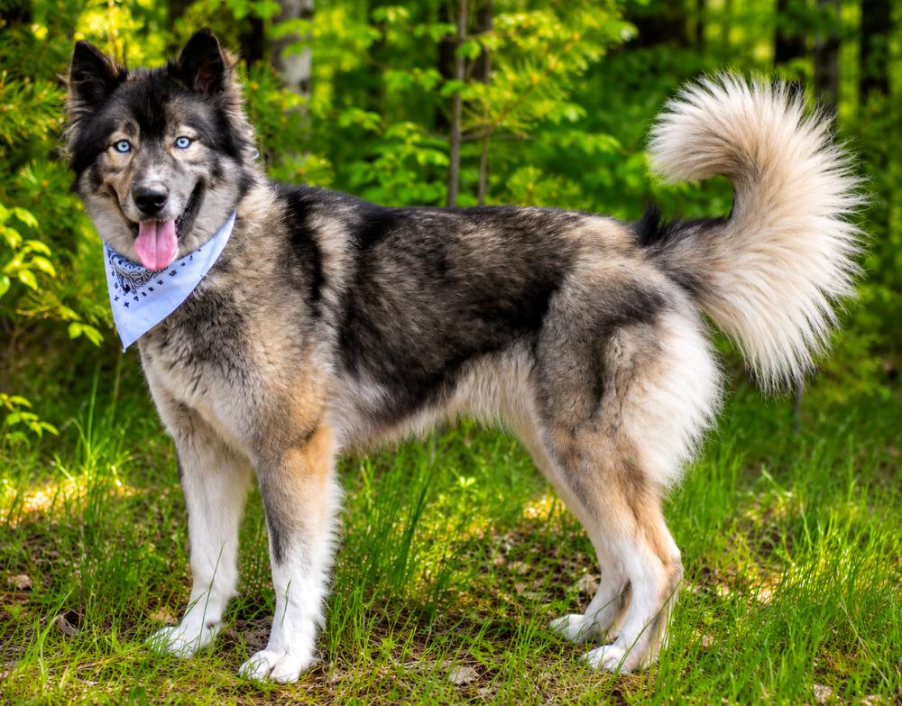 Enlarge Millie, a ADOPTABLE Husky in Cheboygan, MI image 2/6