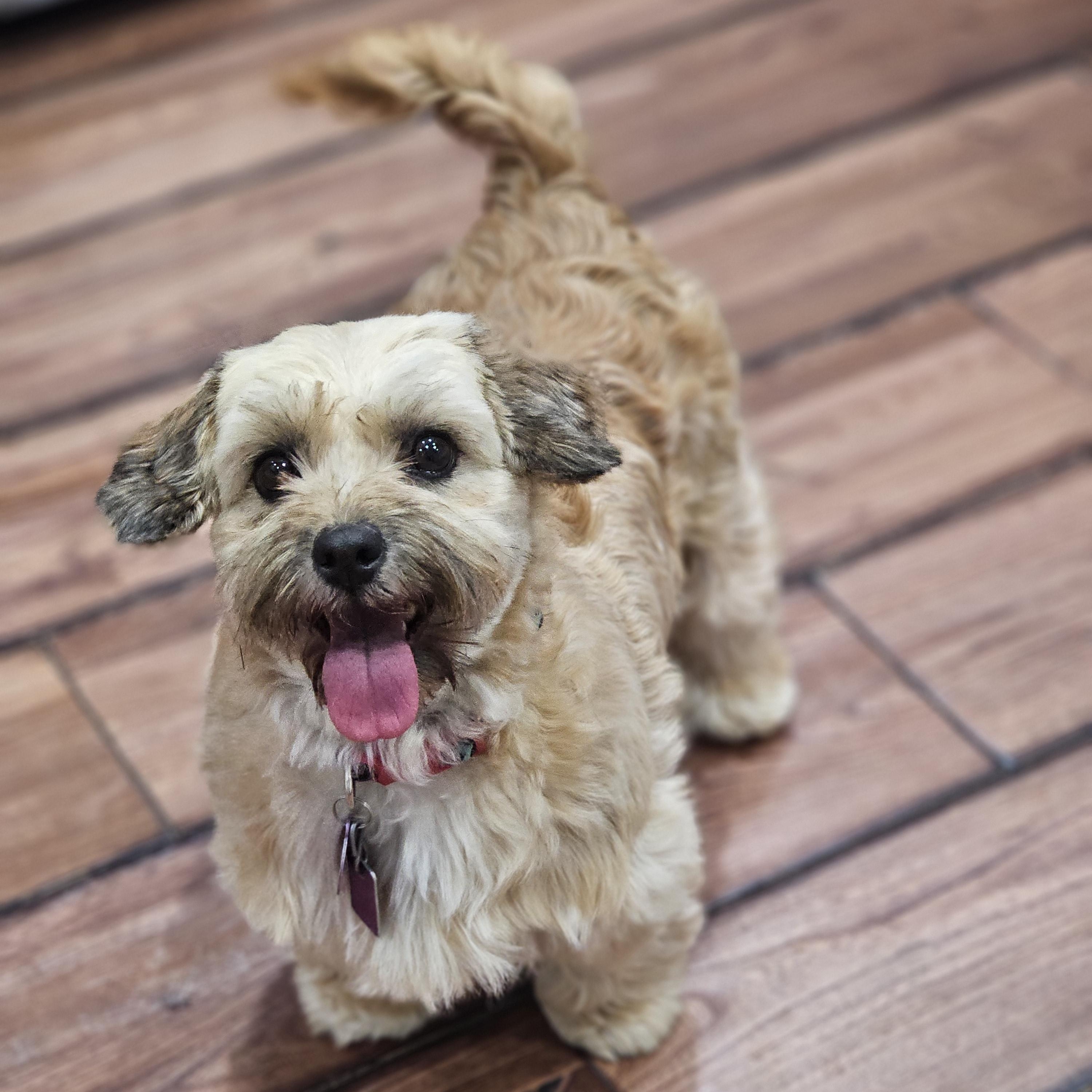 Enlarge Coco Springfield, a Adoptable mixed breed in Springfield , IL image 2/6