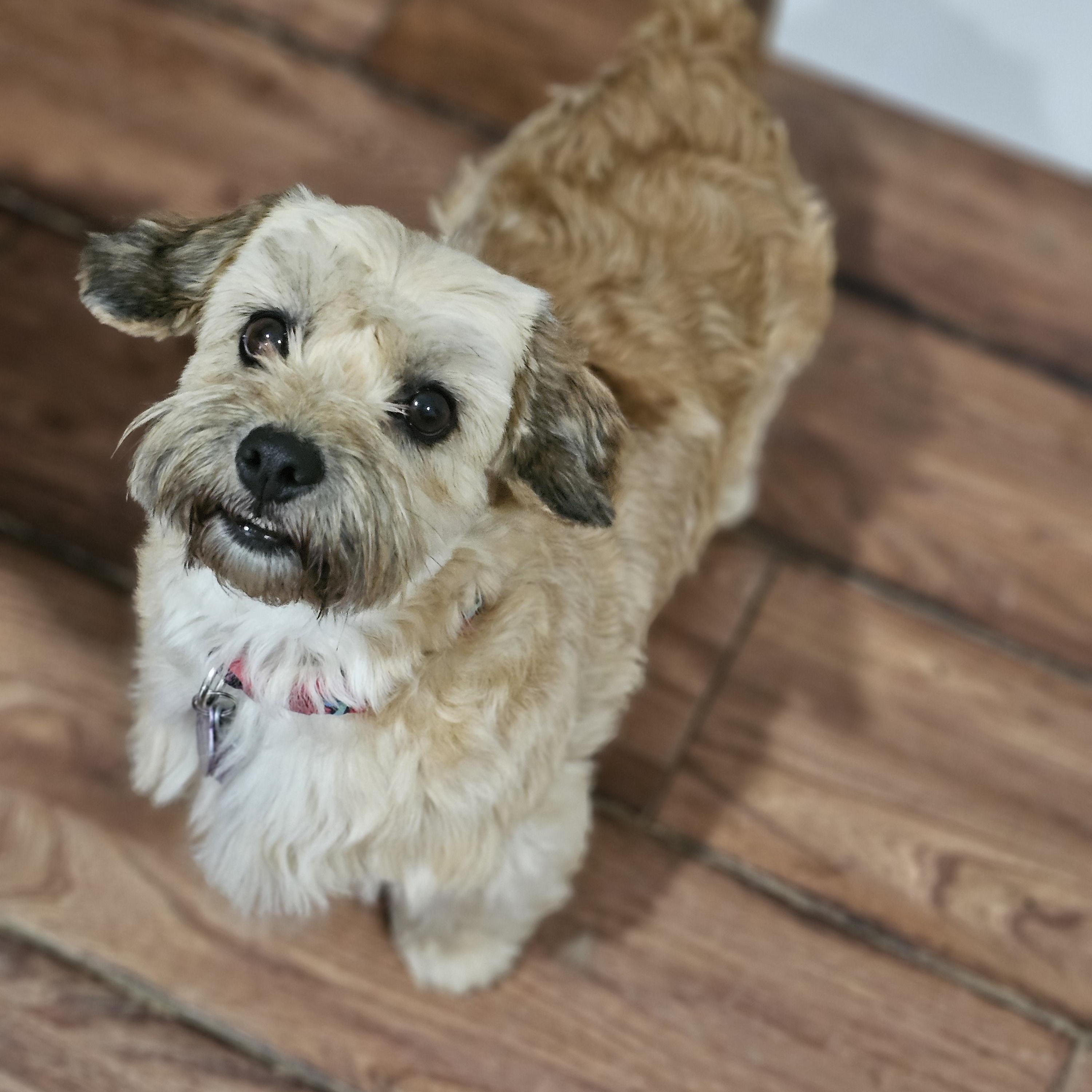 Coco Springfield, Adoptable, Adult Female Shih Tzu.
