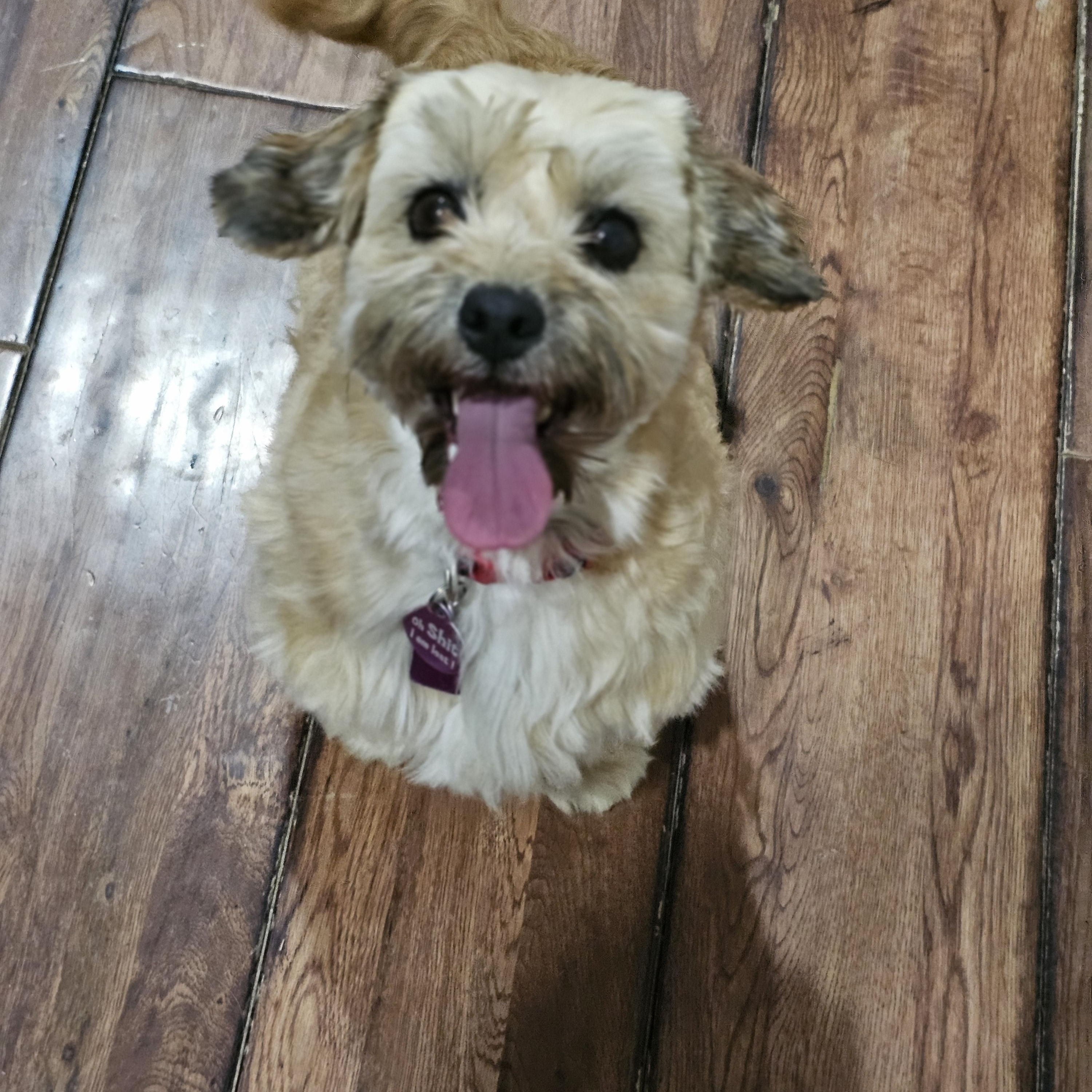 Enlarge Coco Springfield, a Adoptable mixed breed in Springfield , IL image 6/6