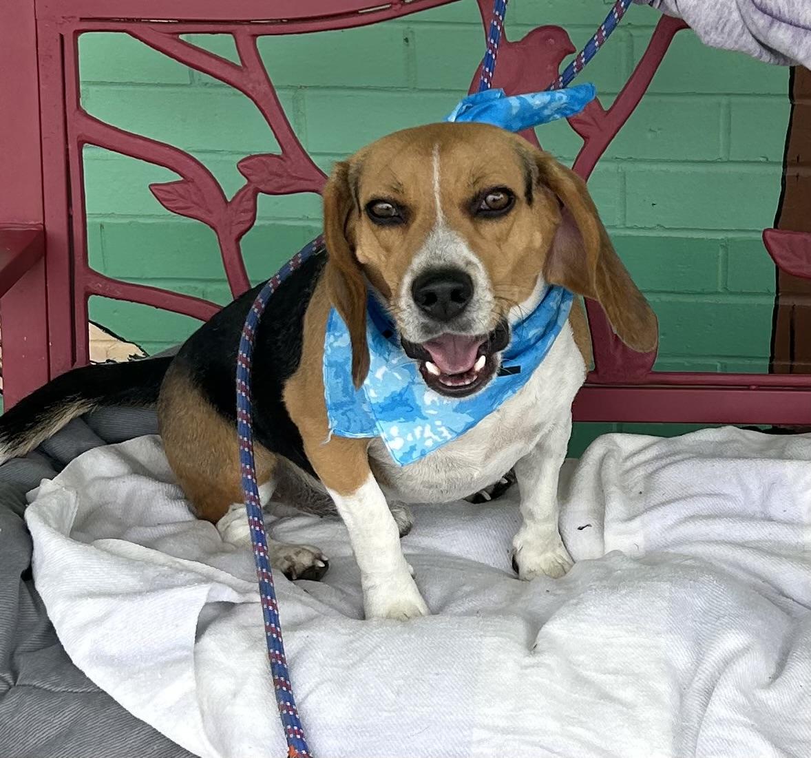 Buddy, Adult Male Beagle