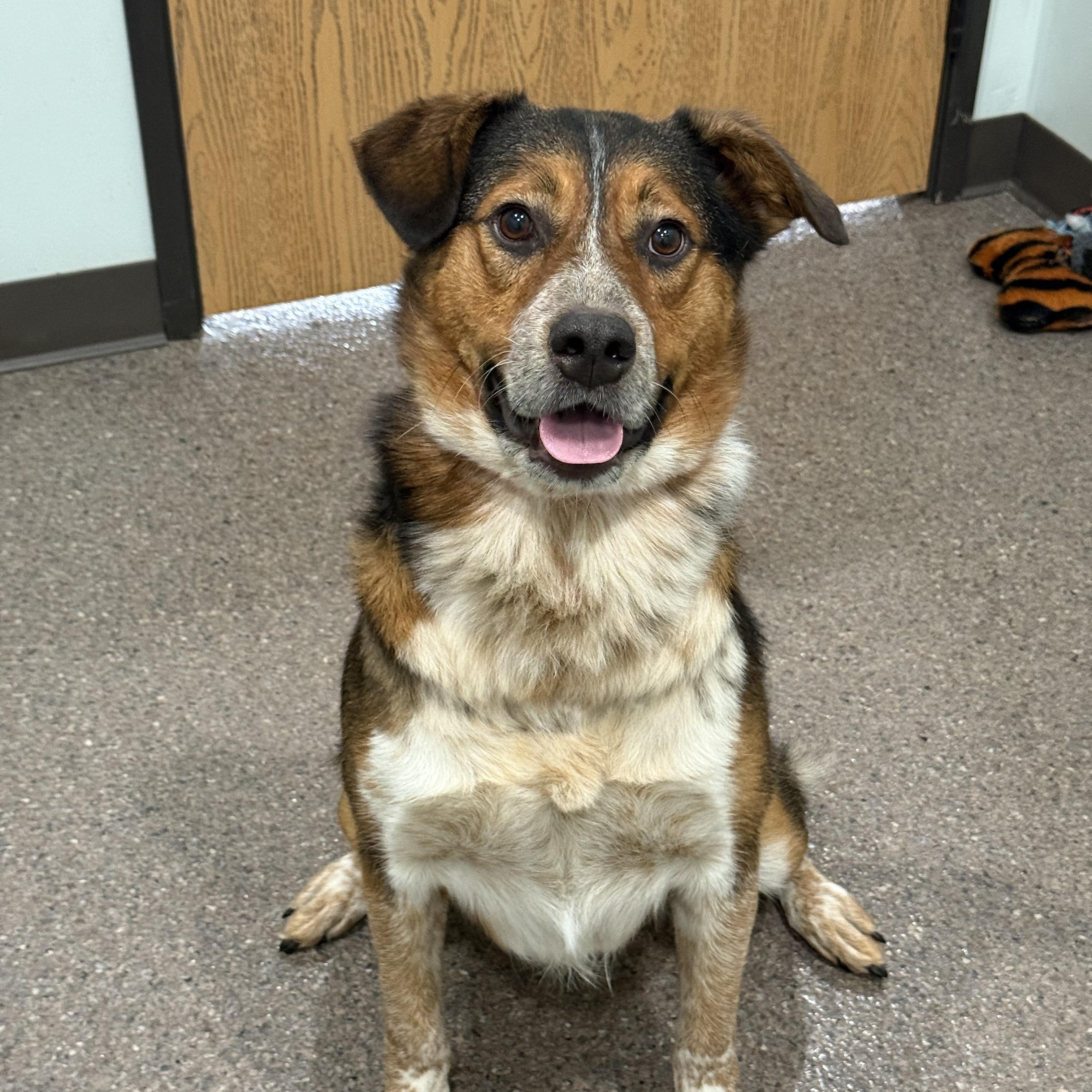 Sport, adoptable, Adult Male Australian Cattle Dog / Blue Heeler.
