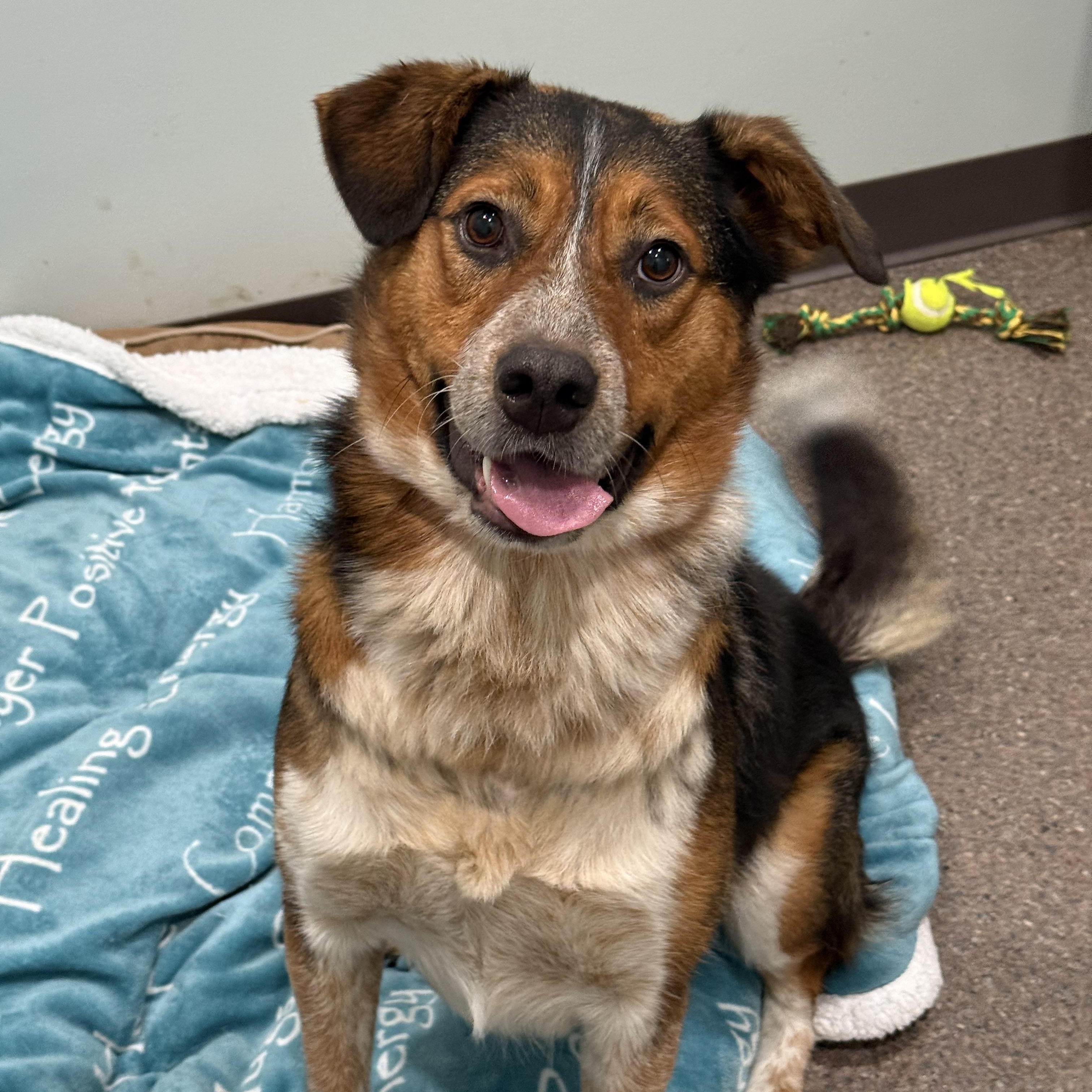 Enlarge Sport, an adoptable mixed breed in Sault Sainte Marie, MI image 2/2