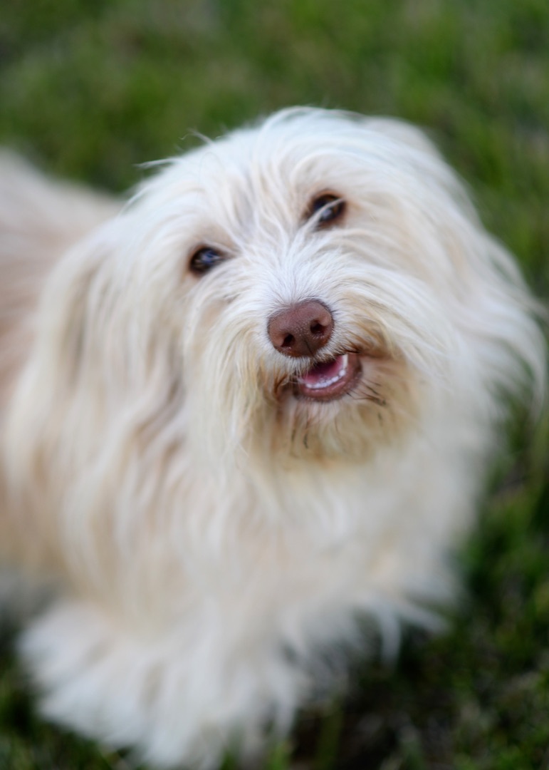 Enlarge Charity, a Adoptable mixed breed in Knightsen, CA image 1/12