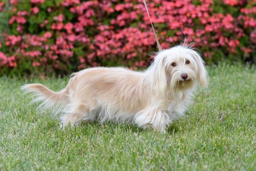 Enlarge Charity, a Adoptable mixed breed in Knightsen, CA image 2/12