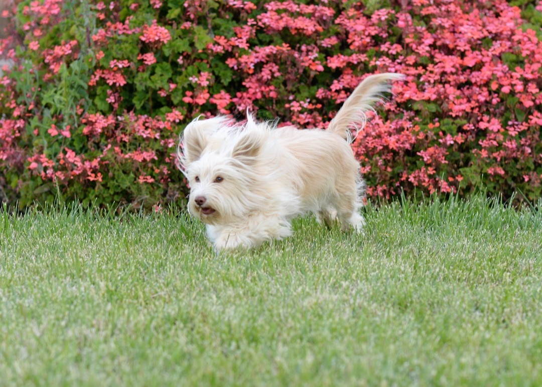 Enlarge Charity, a Adoptable mixed breed in Knightsen, CA image 3/12