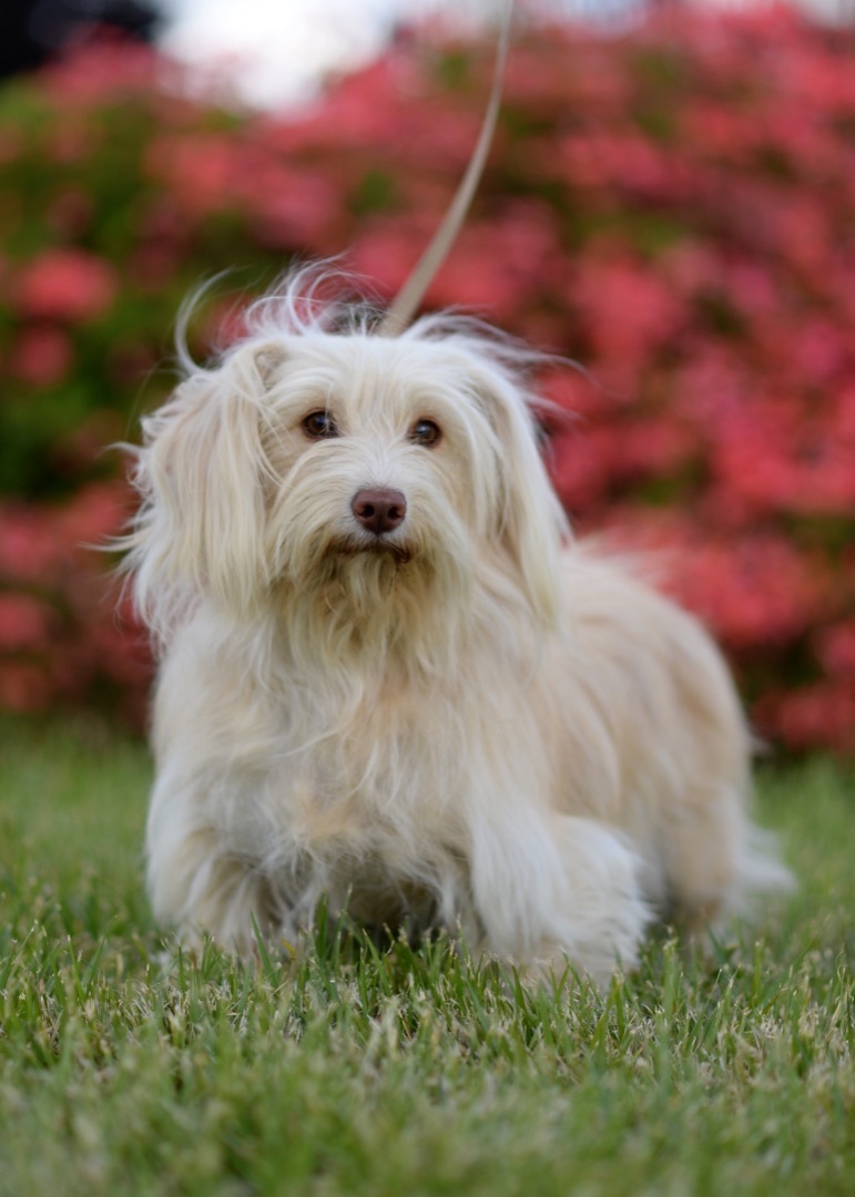 Enlarge Charity, a Adoptable mixed breed in Knightsen, CA image 4/12