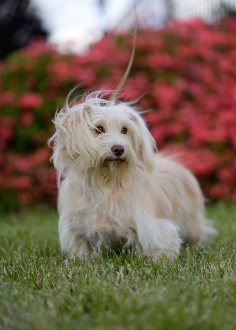 Enlarge Charity, a Adoptable mixed breed in Knightsen, CA image 5/12