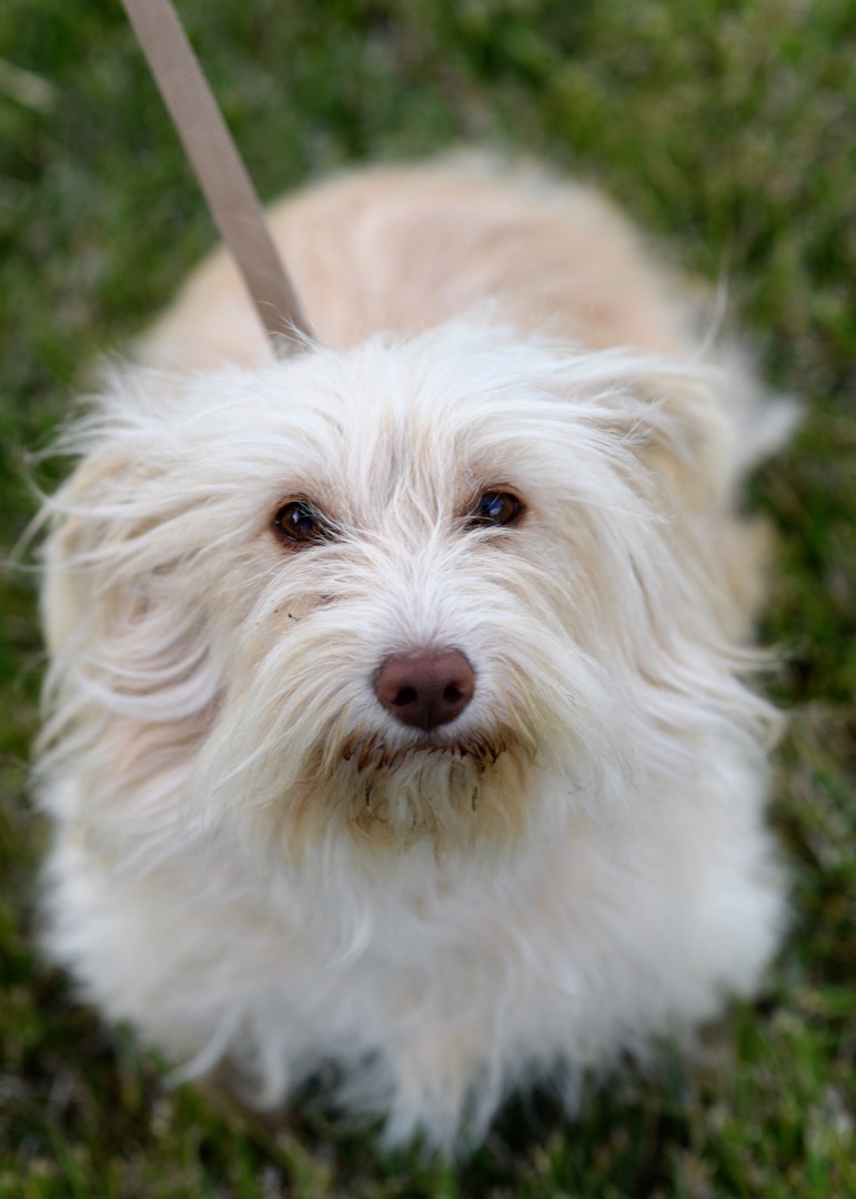 Charity, Adoptable, Adult Female Dachshund & Pekingese.