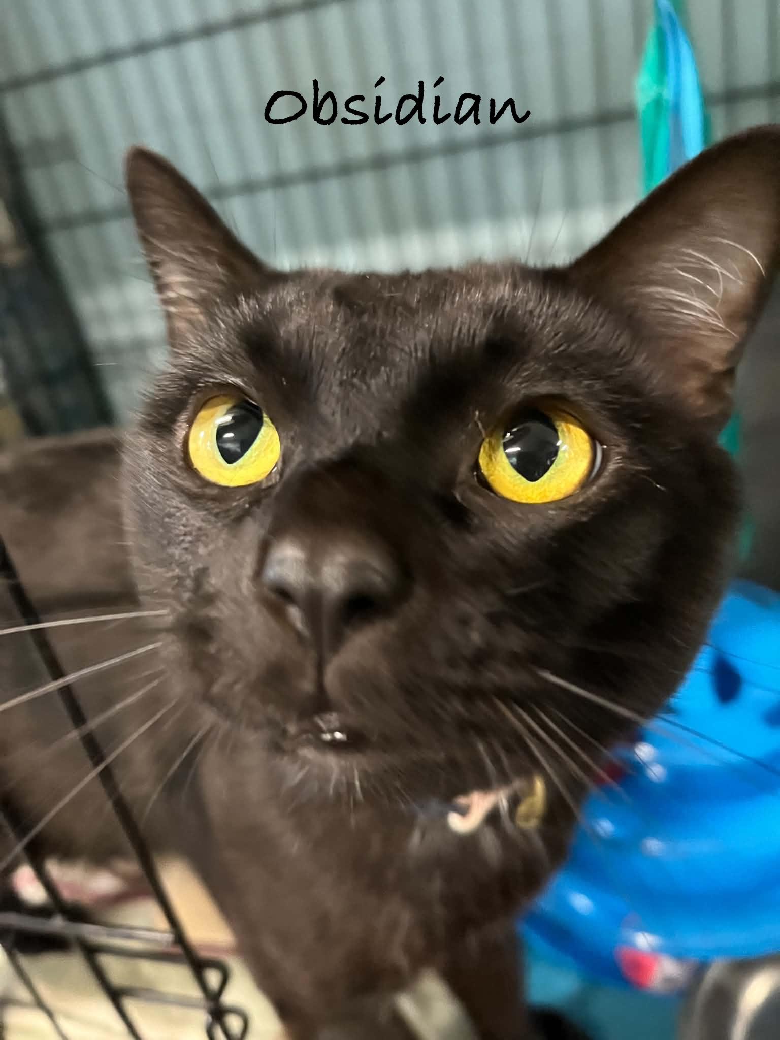 Obsidian, adopted, Young Male Domestic Short Hair.