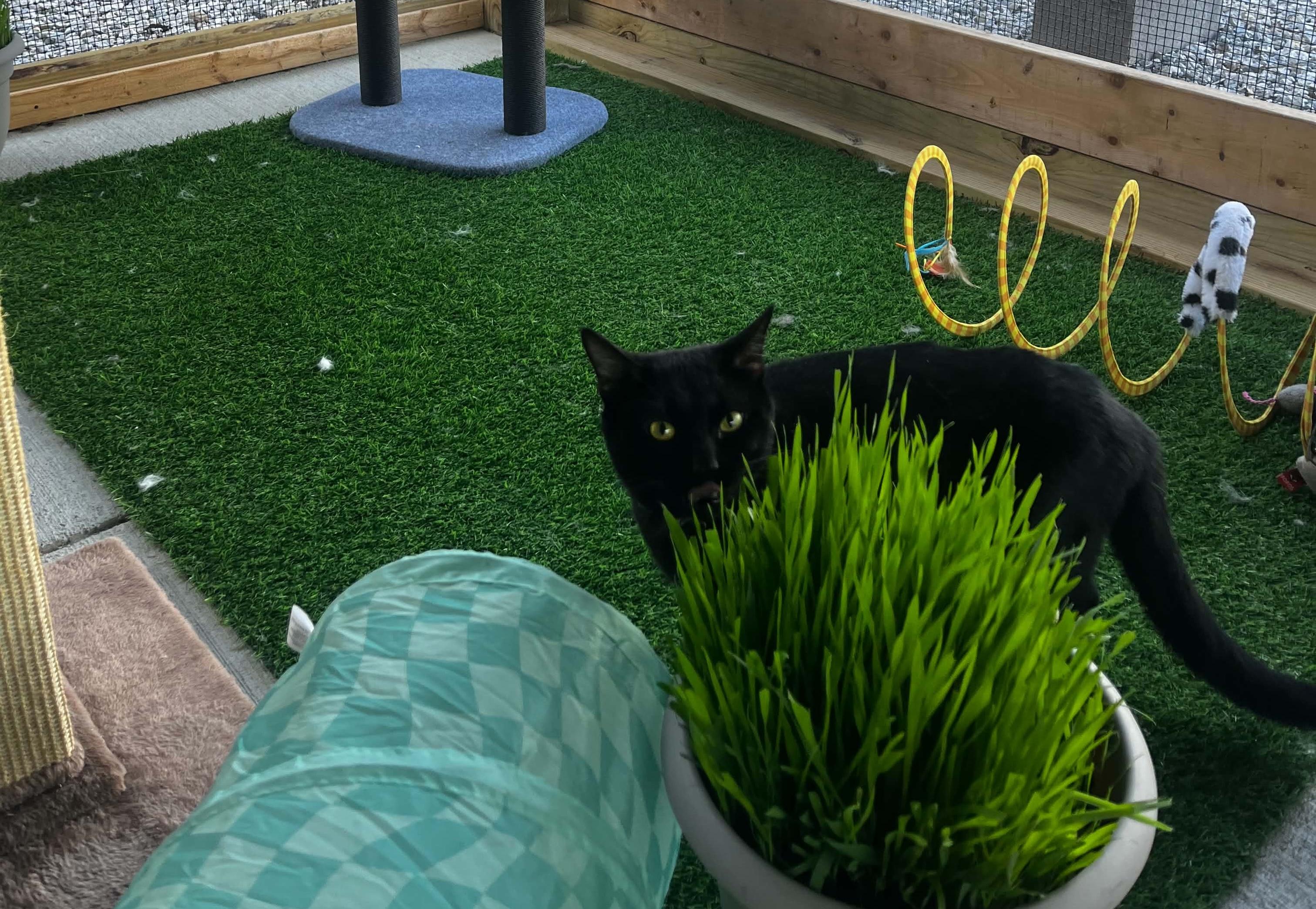 Obsidian, an adopted Domestic Short Hair in Warren, OH image 2/2