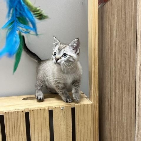 Enlarge Rain, an adopted Domestic Short Hair in St. John, IN image 3/5