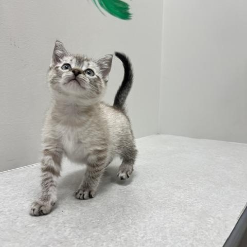 Enlarge Rain, an adopted Domestic Short Hair in St. John, IN image 4/5