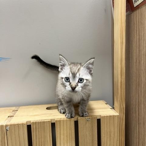 Enlarge Rain, an adopted Domestic Short Hair in St. John, IN image 2/5