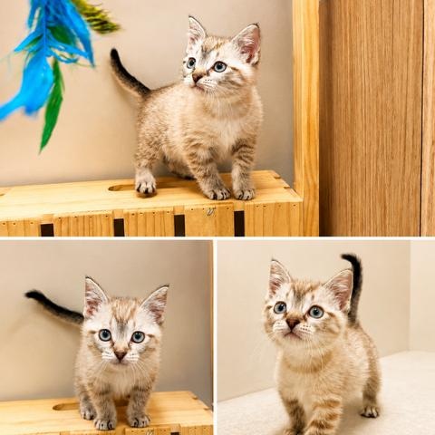 Rain, adopted, Kitten Female Domestic Short Hair.