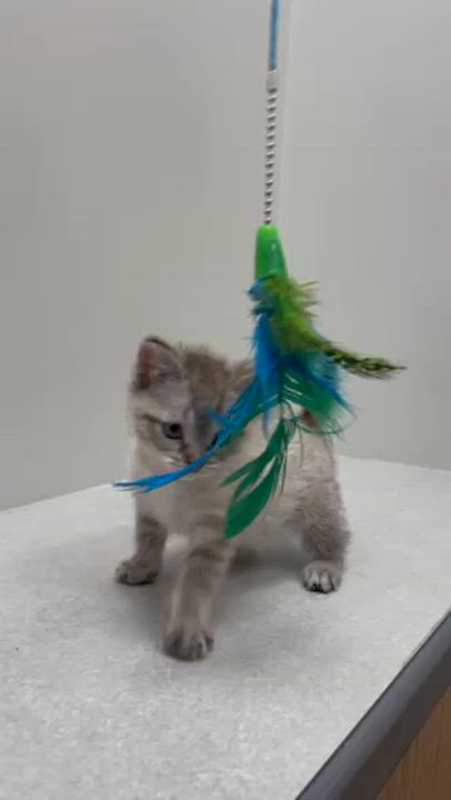 Enlarge Rain, an adopted Domestic Short Hair in St. John, IN video 5/5