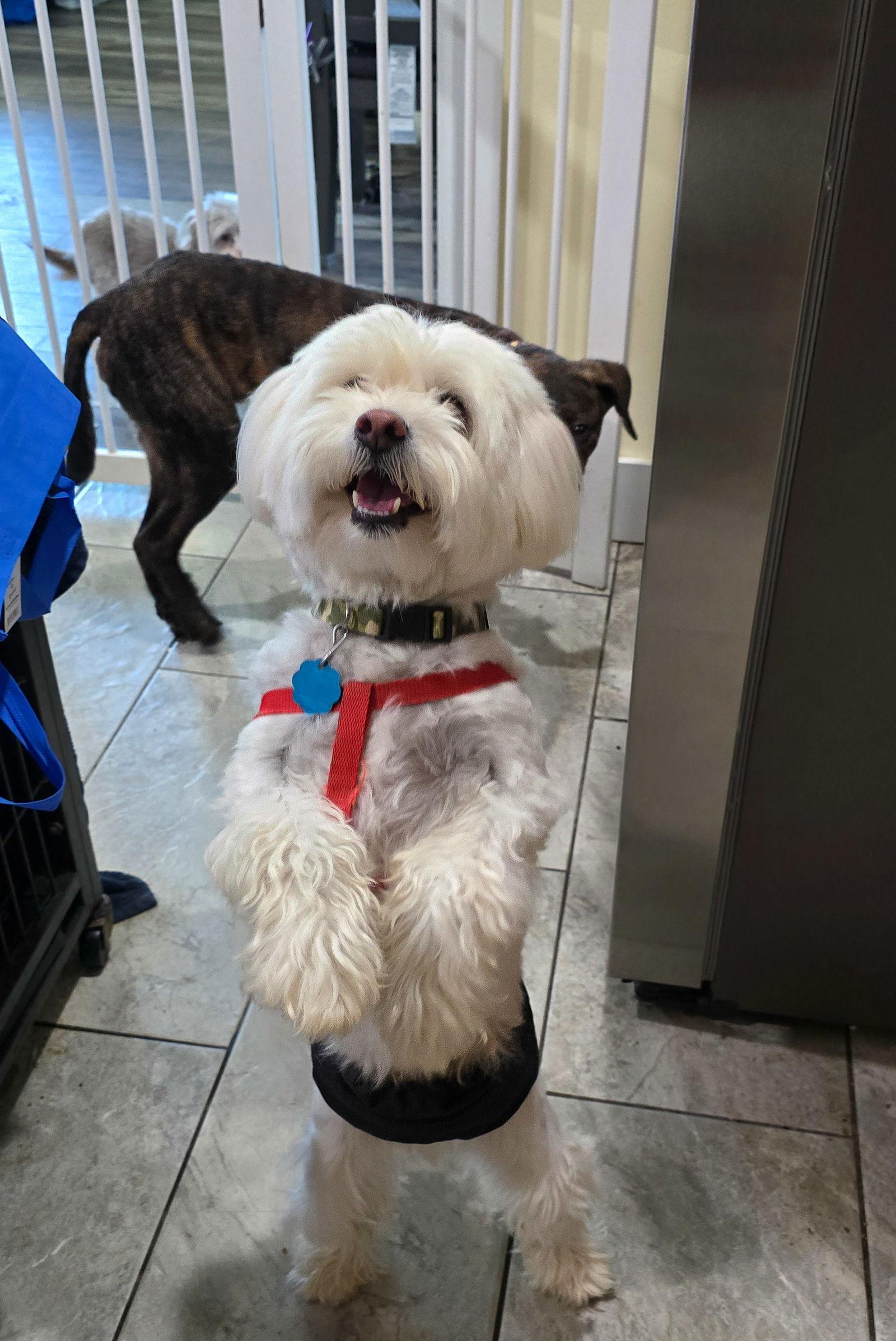 Enlarge Benny, a Adopted Mixed Breed in Morganville, NJ image 2/3