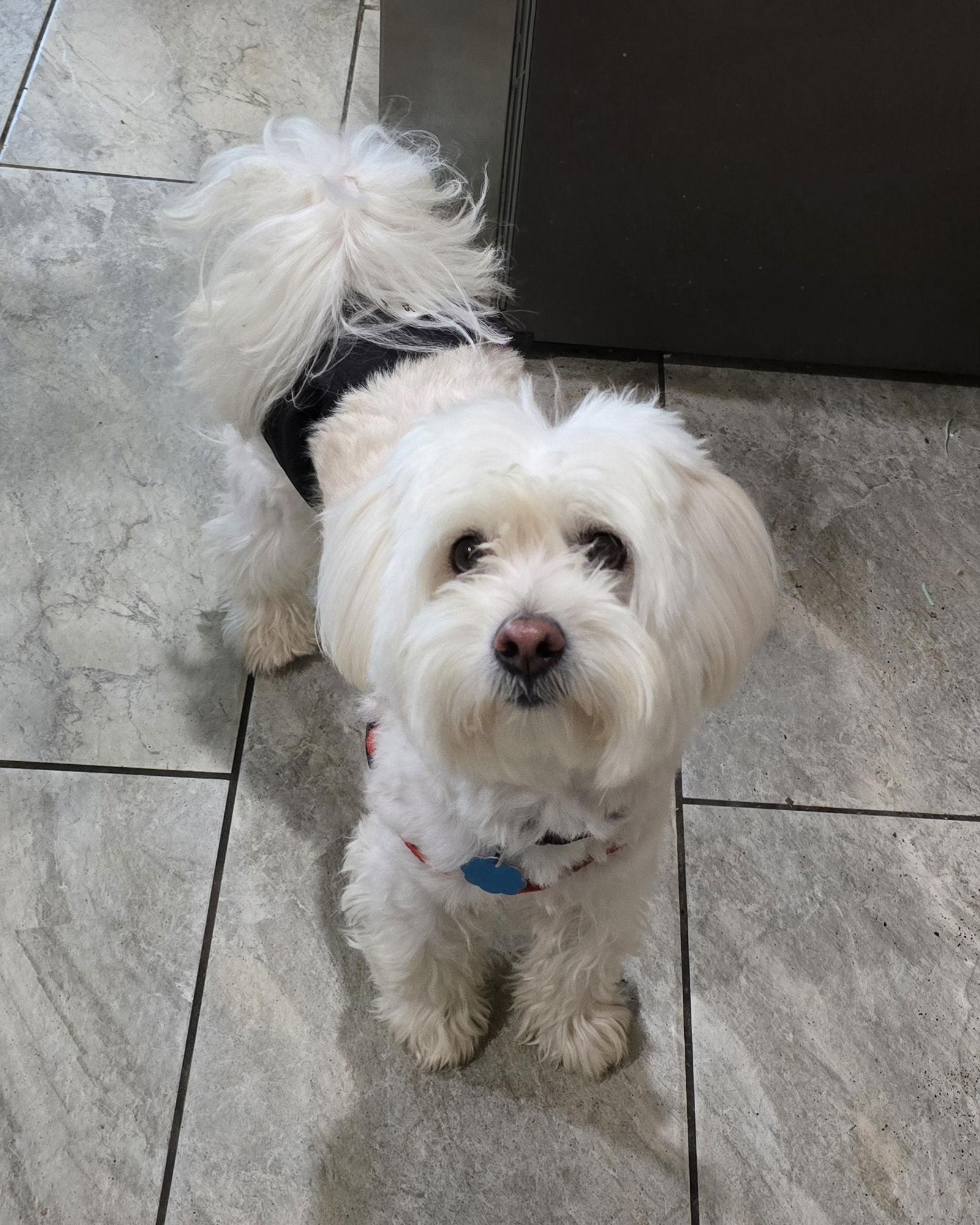 Enlarge Benny, a Adopted Mixed Breed in Morganville, NJ image 3/3