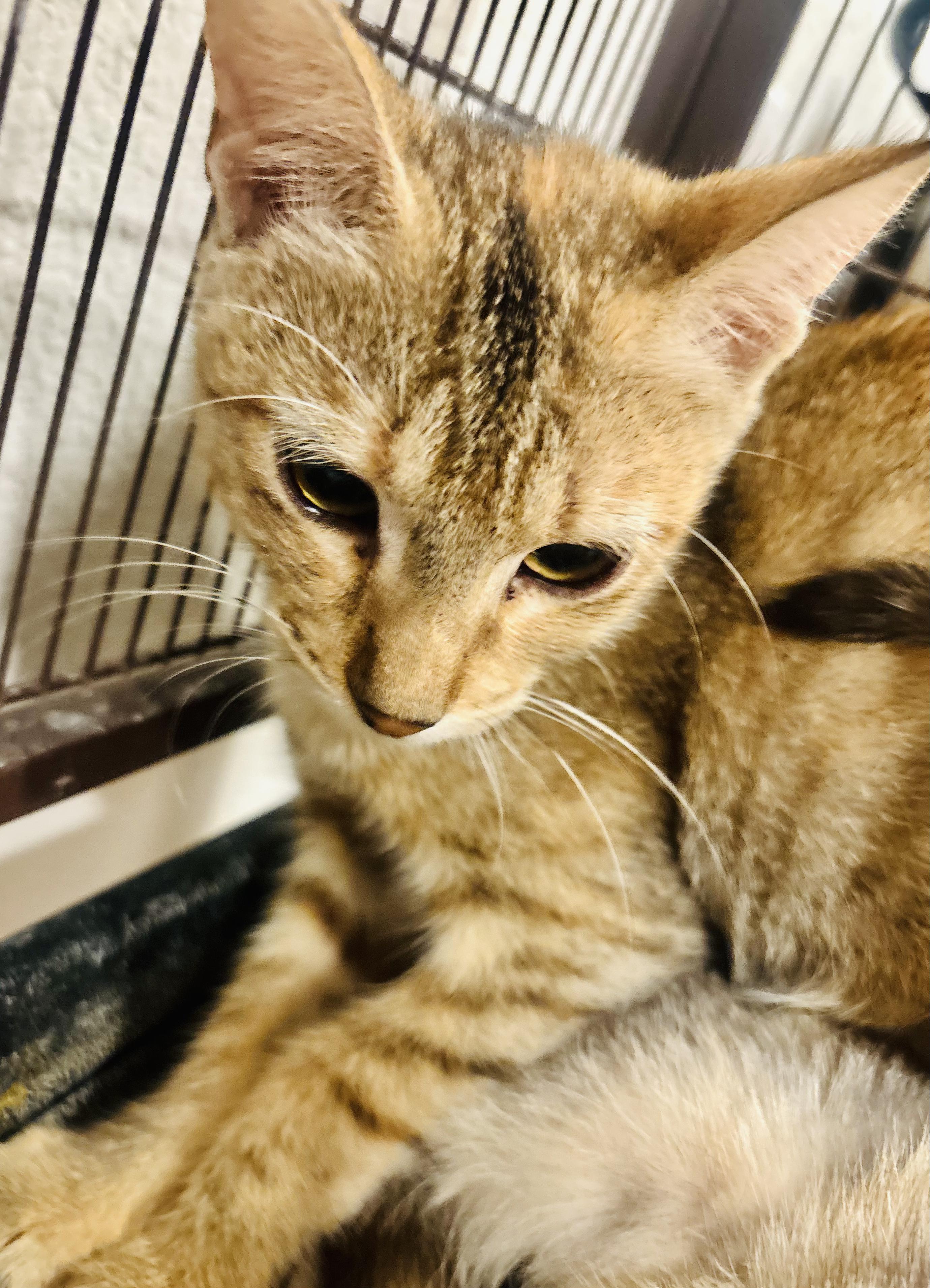 Enlarge Lucy (more pics/video coming soon!!), a Adoptable Domestic Short Hair in Poughkeepsie, NY image 1/2