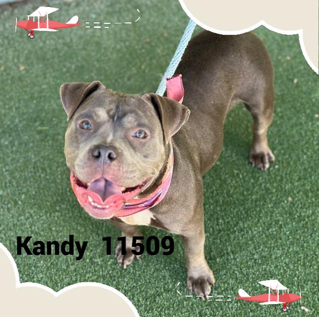 KANDY (also see ISABEL)