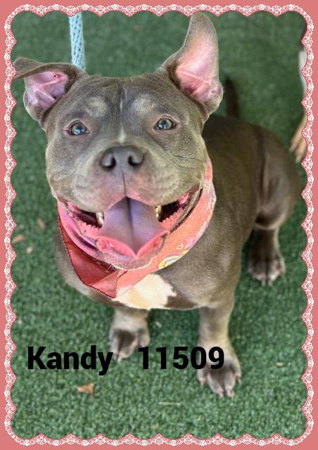 KANDY (also see ISABEL)