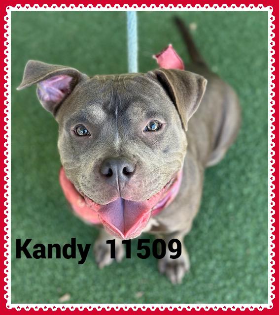 KANDY (also see ISABEL)
