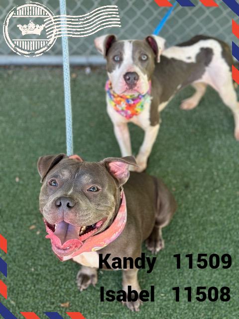 KANDY (also see ISABEL)