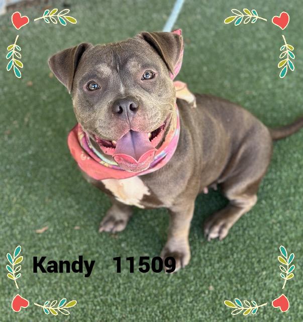 KANDY (also see ISABEL)