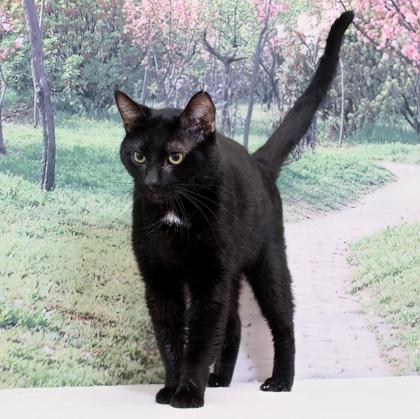 Blackjack — thumbnail 2