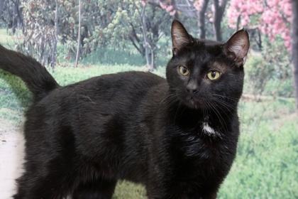 Blackjack — thumbnail 3