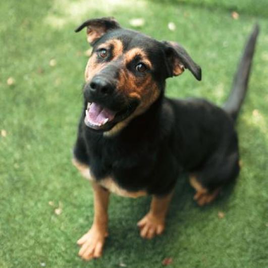 Daisy, Adoptable, Adult Female German Shepherd Dog & Black Labrador Retriever.