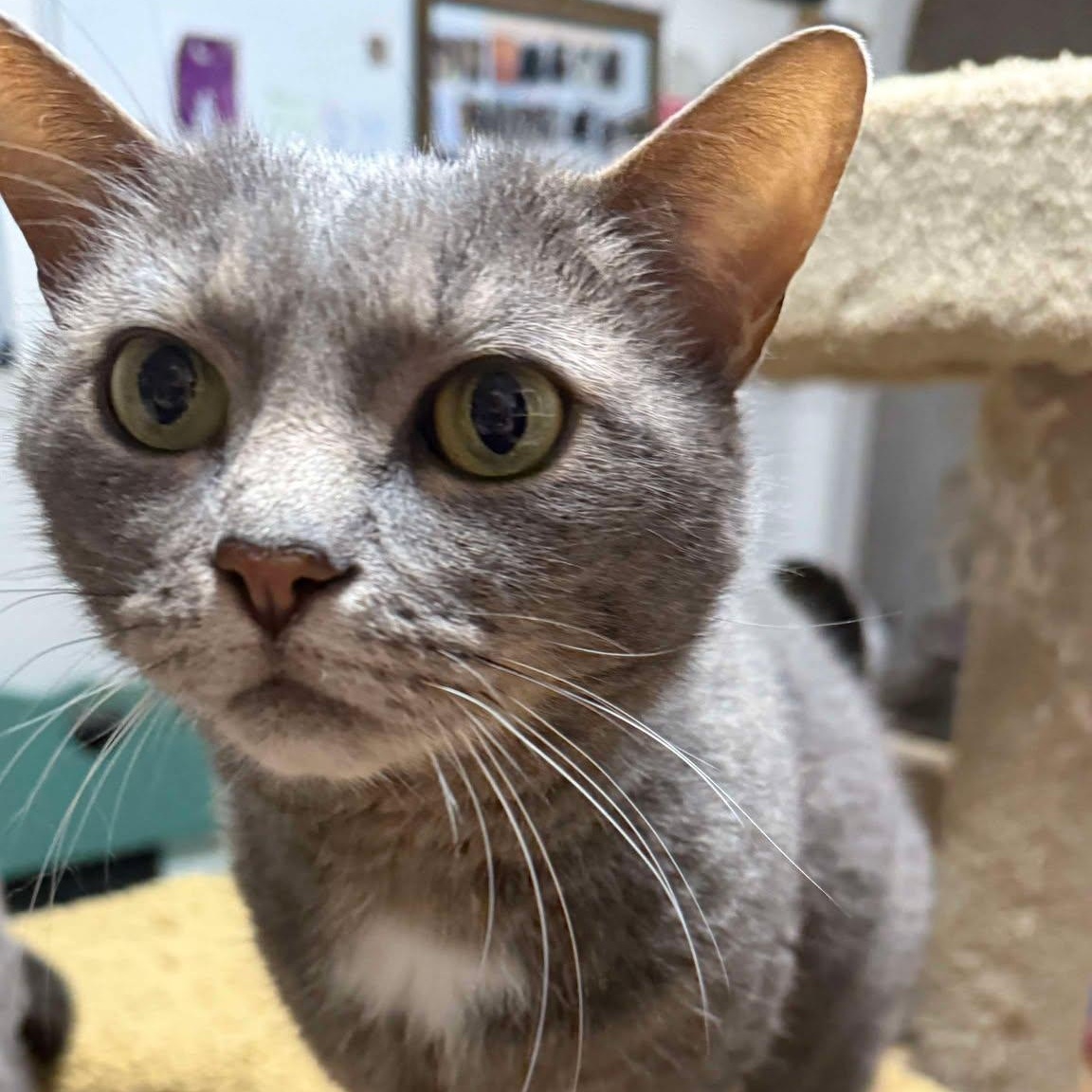 Louie (mushy lap cat!), a Adoptable Domestic Short Hair in Huntington, NY image 2/6