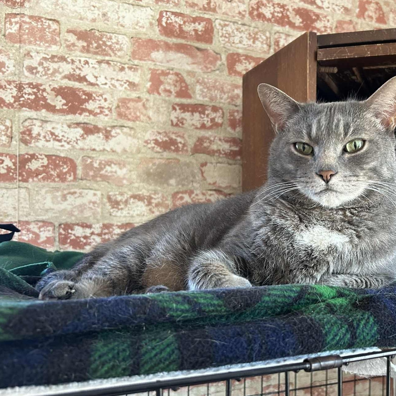 Louie (mushy lap cat!), a Adoptable Domestic Short Hair in Huntington, NY image 6/6