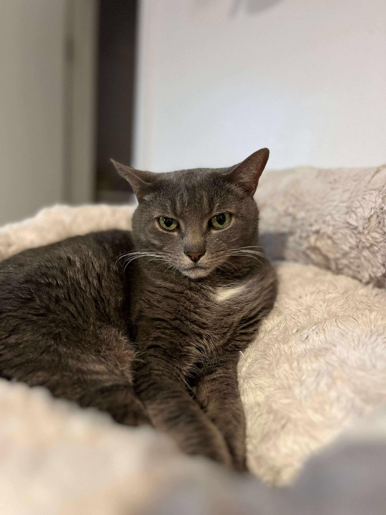 Louie (mushy lap cat!), a Adoptable Domestic Short Hair in Huntington, NY image 4/6