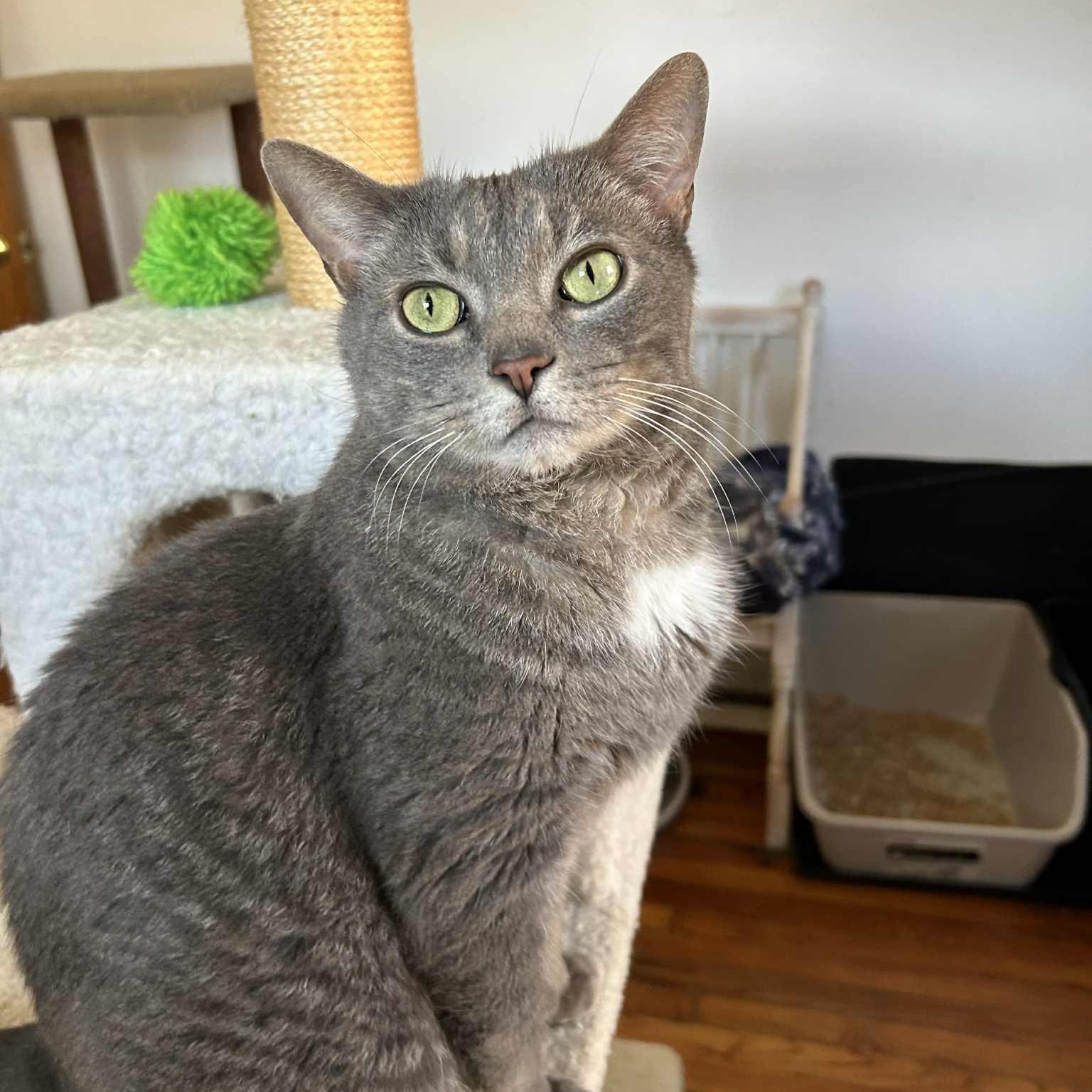 Louie (mushy lap cat!), a Adoptable Domestic Short Hair in Huntington, NY image 3/6