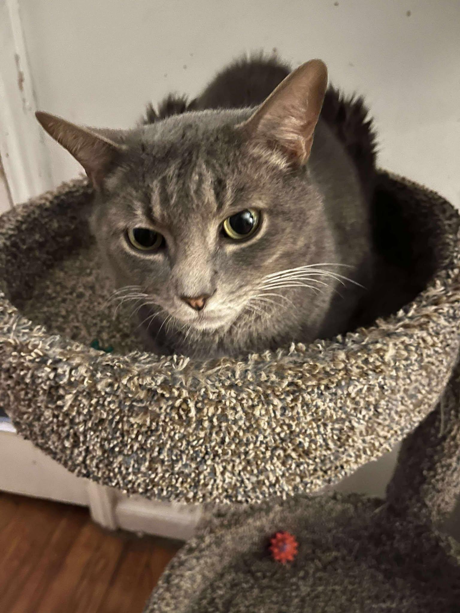 Louie (mushy lap cat!), a Adoptable Domestic Short Hair in Huntington, NY image 1/6
