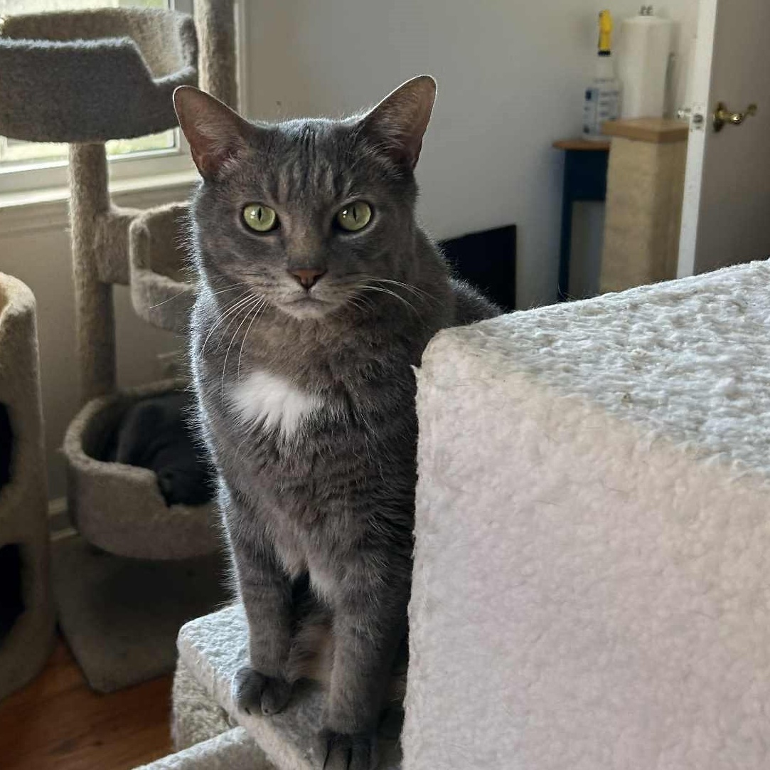 Louie (mushy lap cat!), a Adoptable Domestic Short Hair in Huntington, NY image 5/6