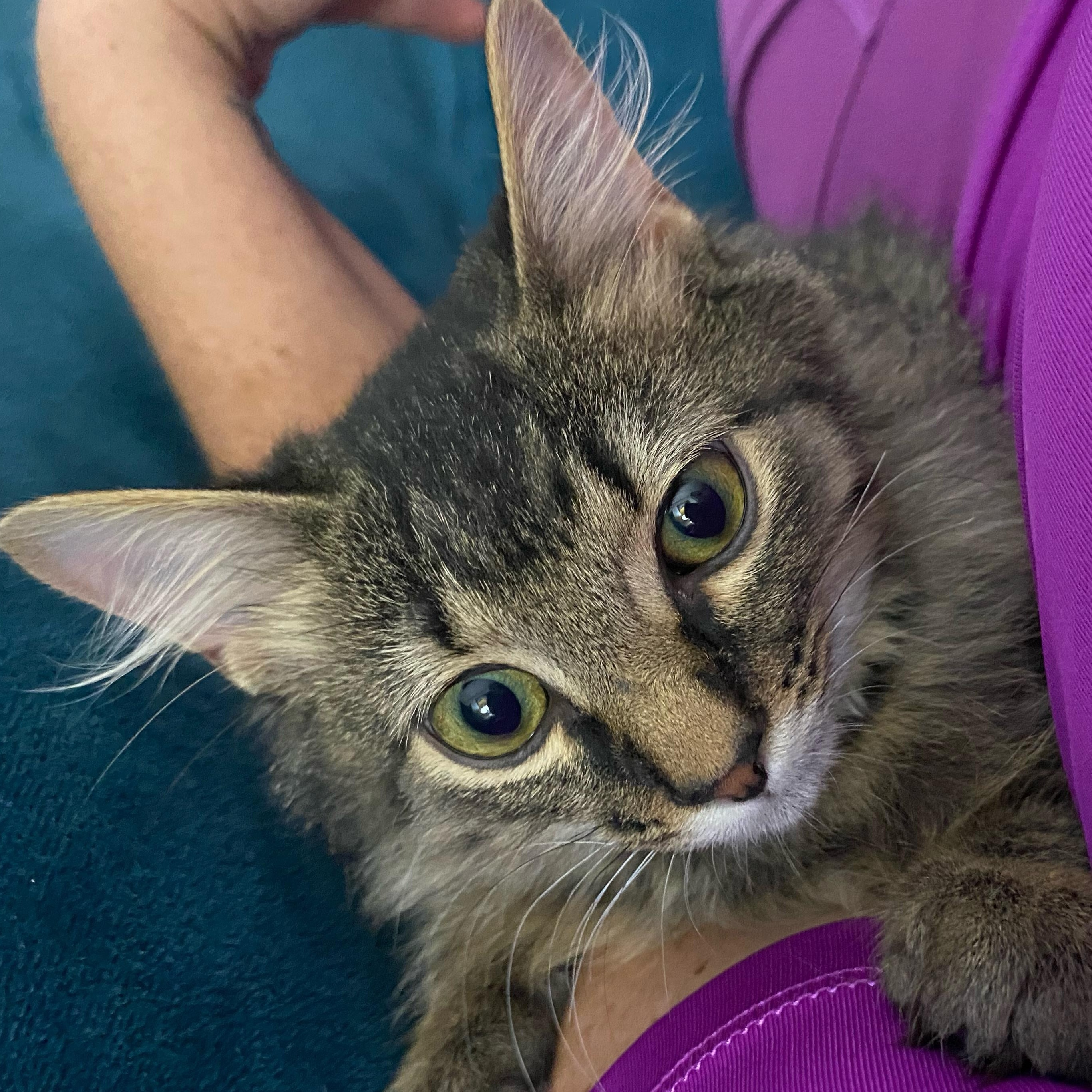 Enlarge S'More @ Pet Supplies Plus Woodhaven ~ Adopted 12/7/25, an adopted Tabby in Wyandotte, MI image 2/6