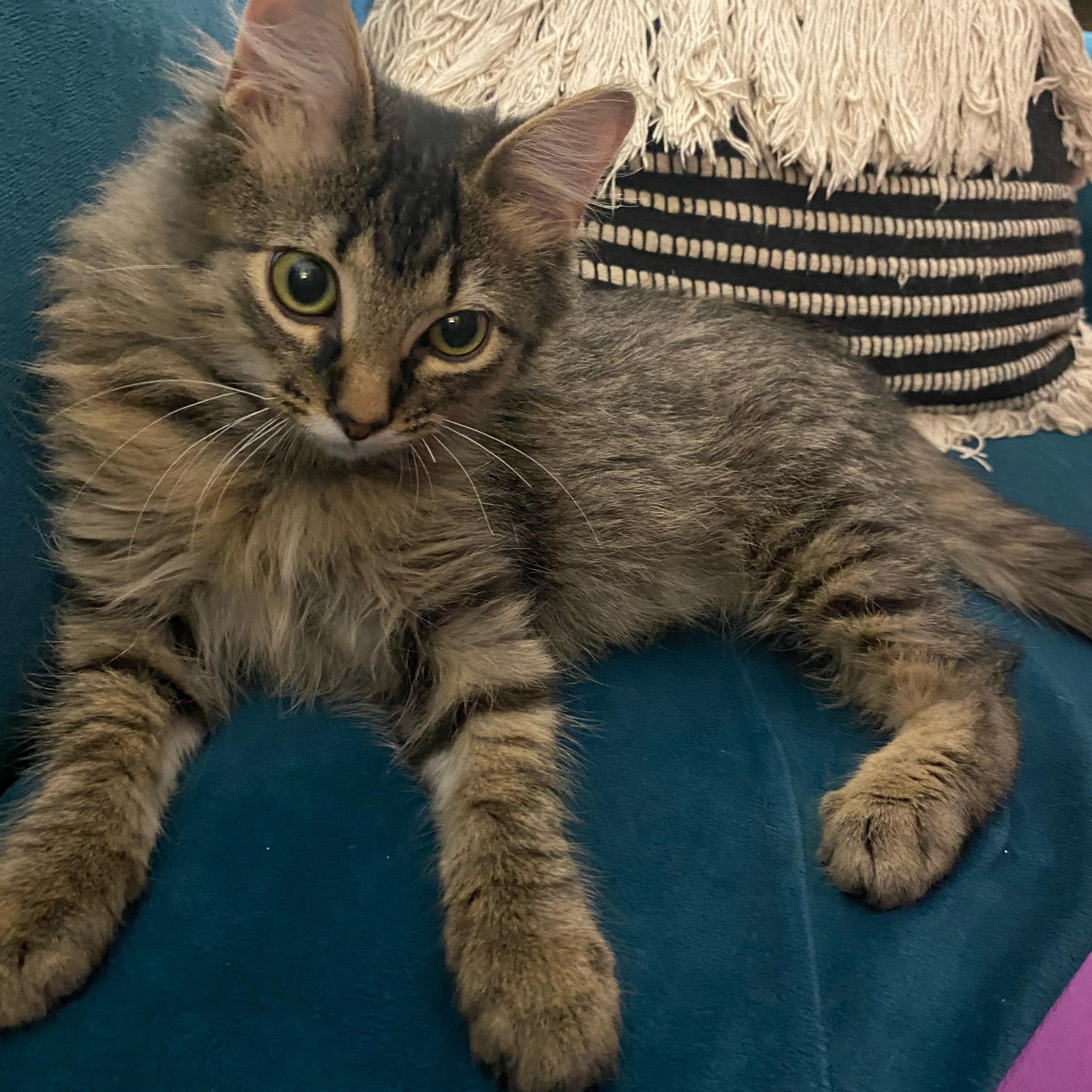 Enlarge S'More @ Pet Supplies Plus Woodhaven ~ Adopted 12/7/25, an adopted Tabby in Wyandotte, MI image 1/6