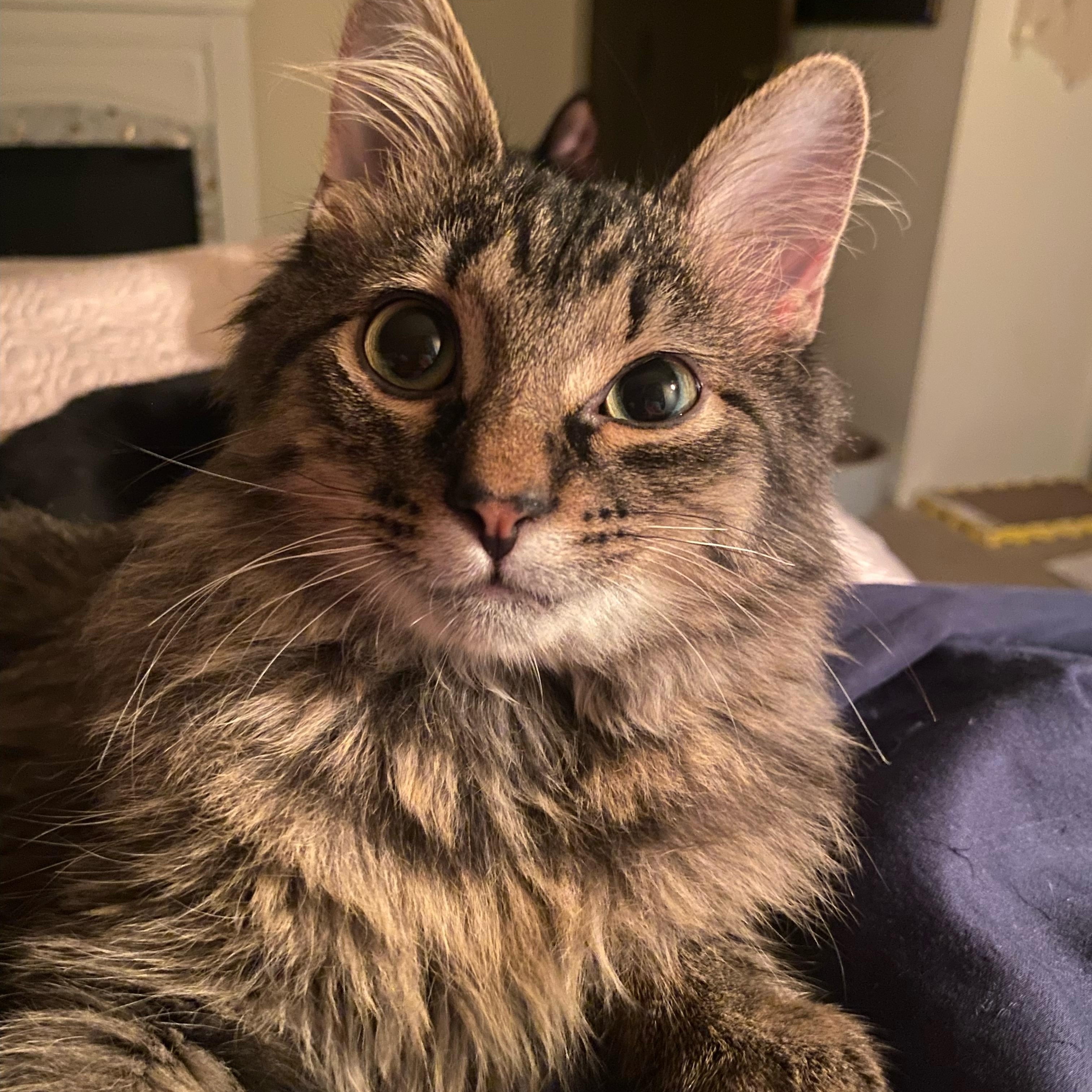 Enlarge S'More @ Pet Supplies Plus Woodhaven ~ Adopted 12/7/25, an adopted Tabby in Wyandotte, MI image 3/6