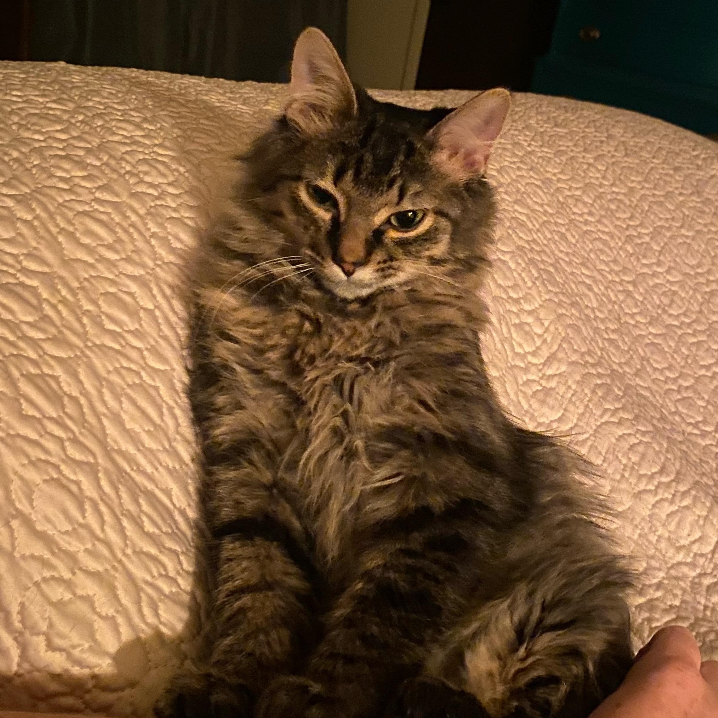 Enlarge S'More @ Pet Supplies Plus Woodhaven ~ Adopted 12/7/25, an adopted Tabby in Wyandotte, MI image 4/6