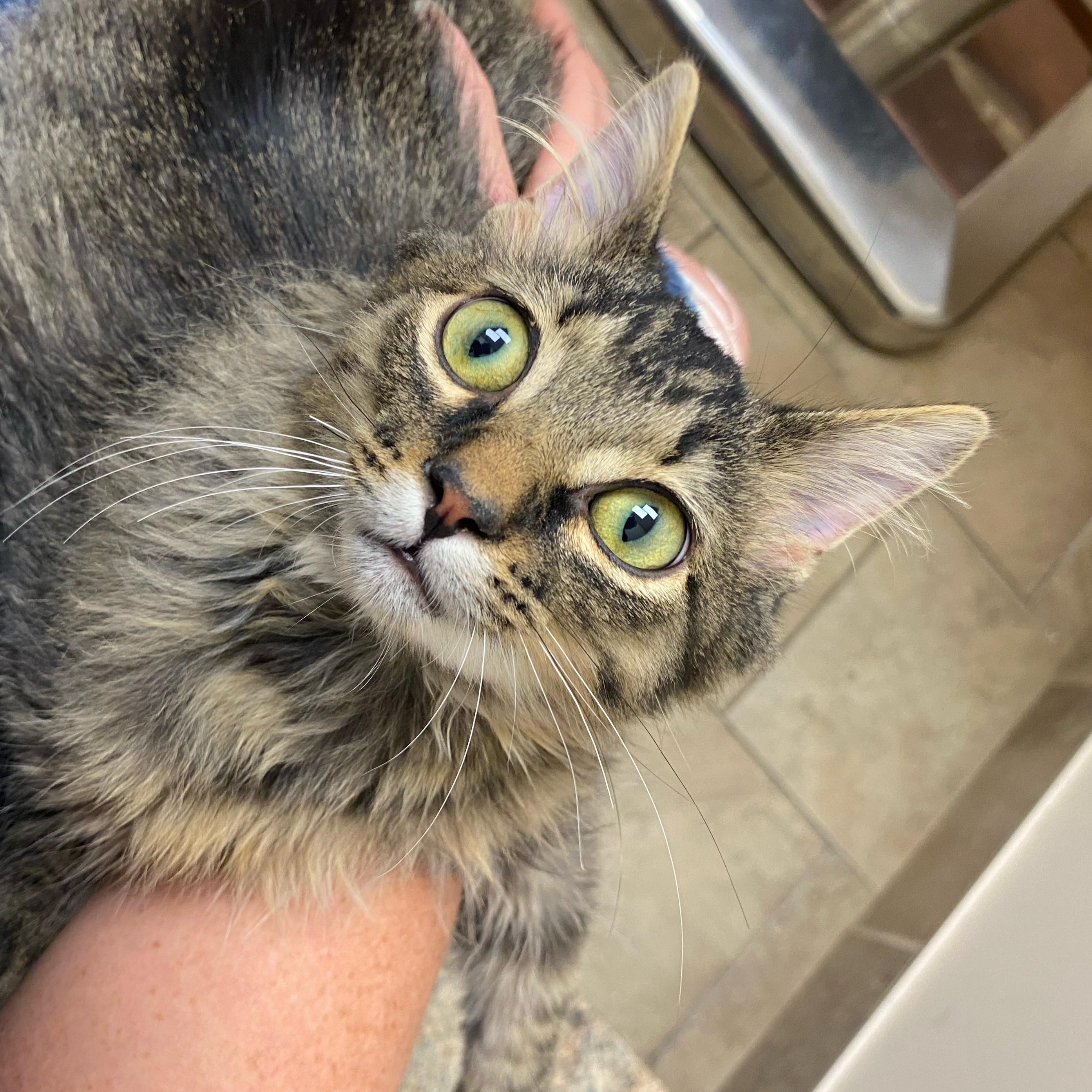 Enlarge S'More @ Pet Supplies Plus Woodhaven ~ Adopted 12/7/25, an adopted Tabby in Wyandotte, MI image 5/6