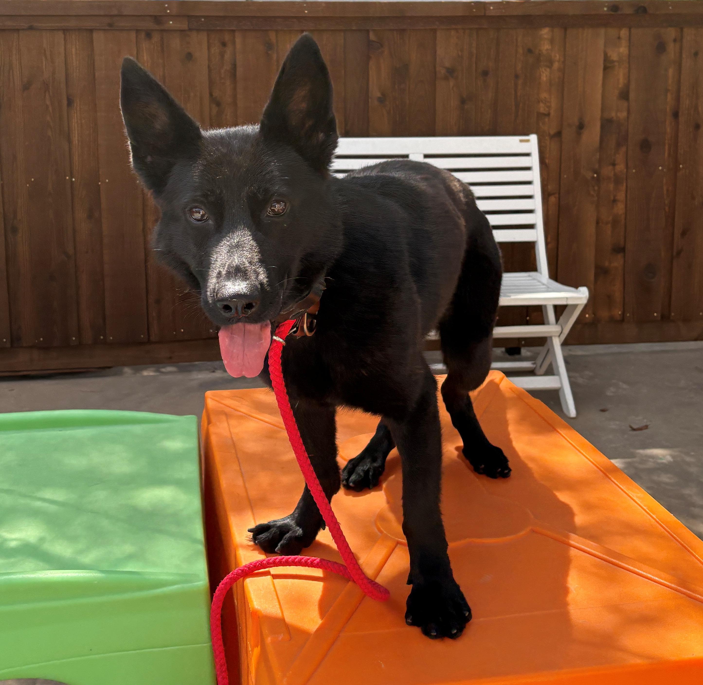 Fire, an adopted German Shepherd Dog in Dallas, TX image 2/4