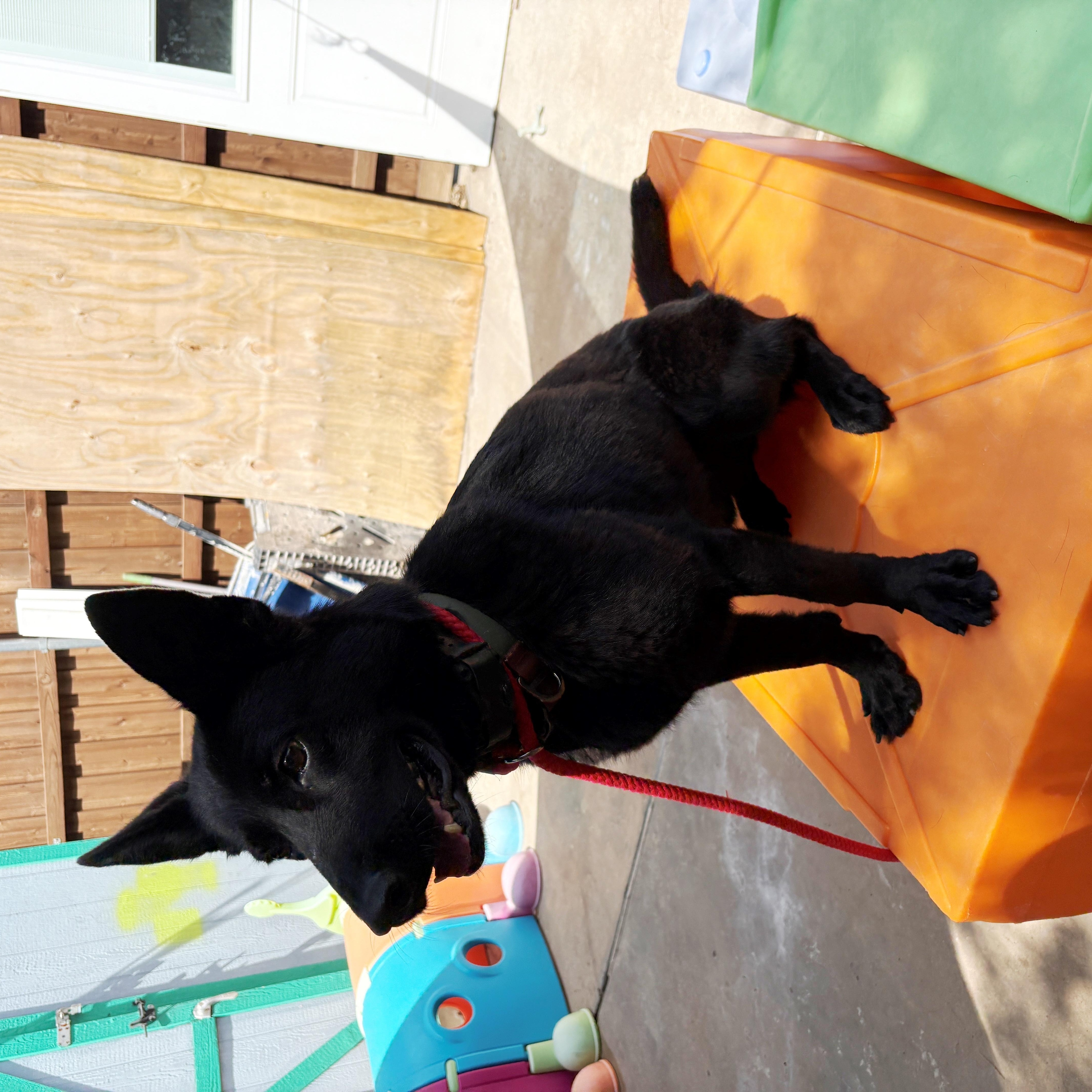 Fire, an adopted German Shepherd Dog in Dallas, TX image 4/4