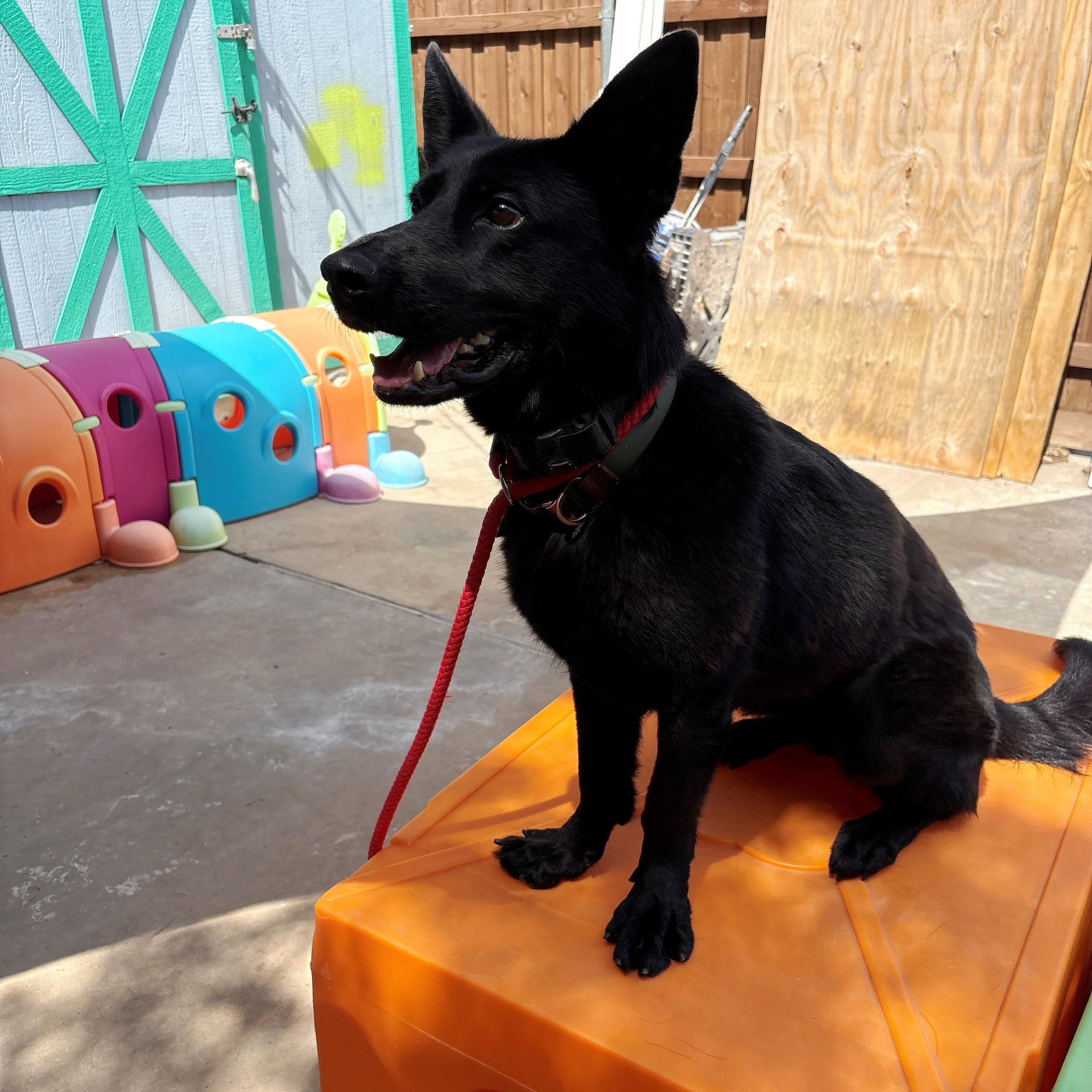 Fire, adopted, Adult Female German Shepherd Dog.
