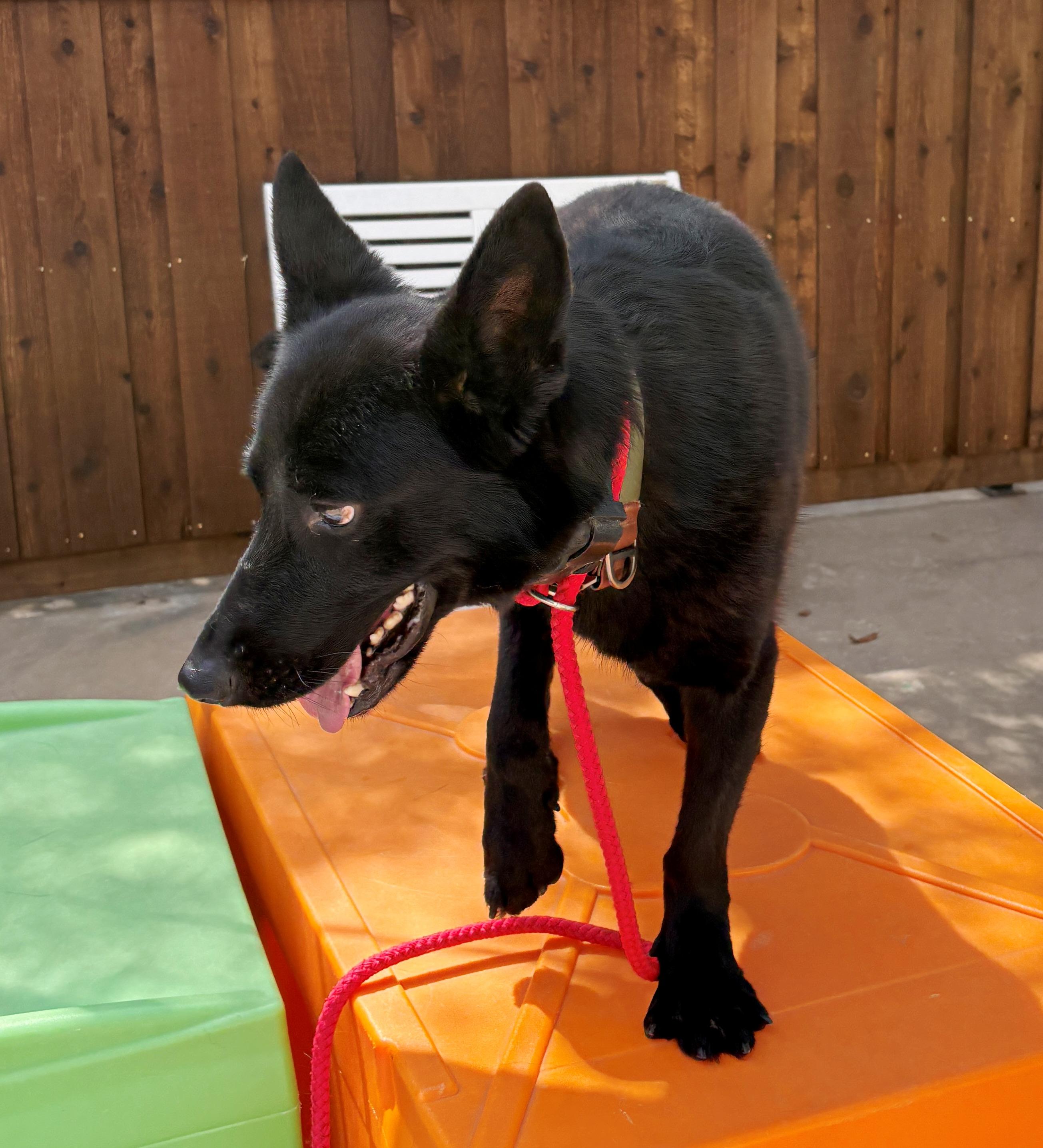 Fire, an adopted German Shepherd Dog in Dallas, TX image 3/4