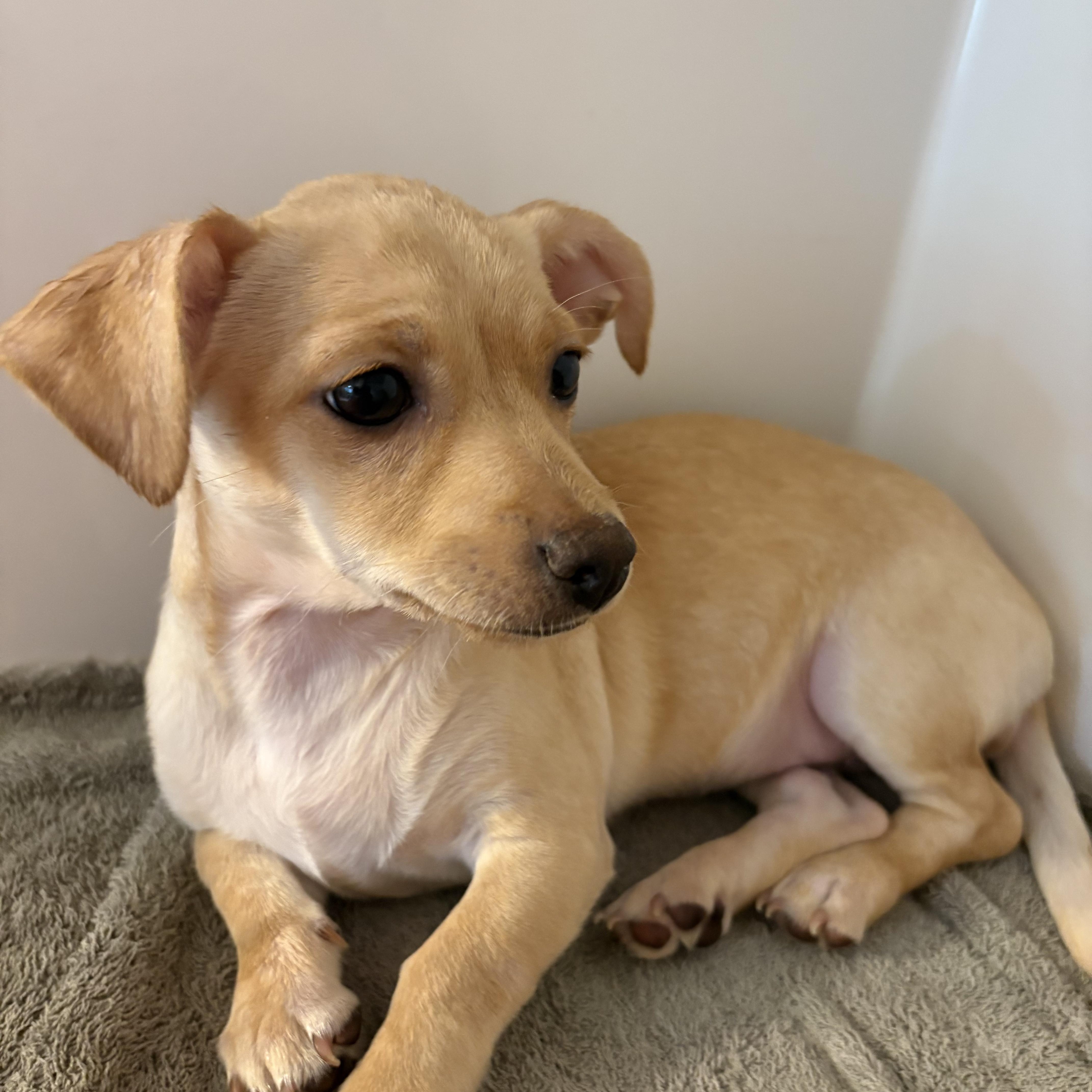 Enlarge Saffron Cinnamon, an adopted Chiweenie in Belleville, NJ image 1/2