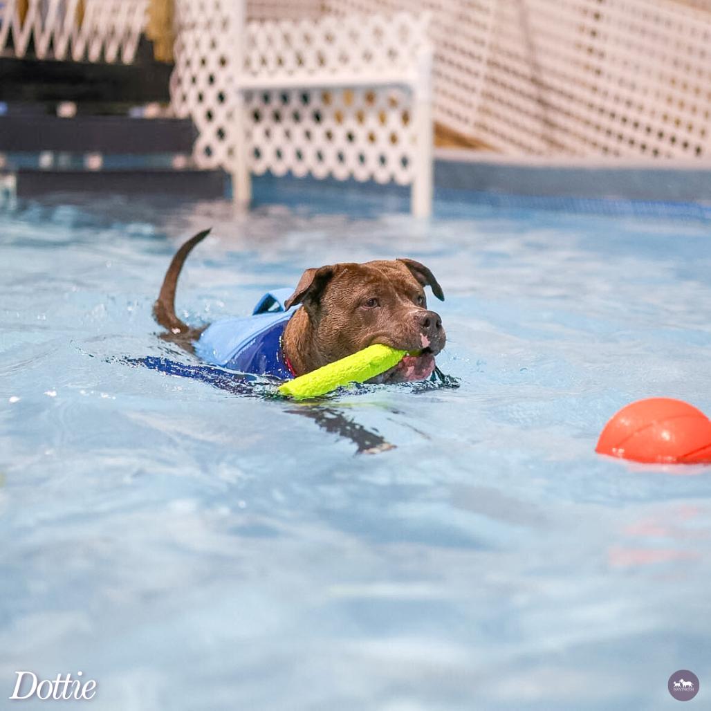 Dottie, Adoptable, Adult Female Pit Bull Terrier & Mastiff.