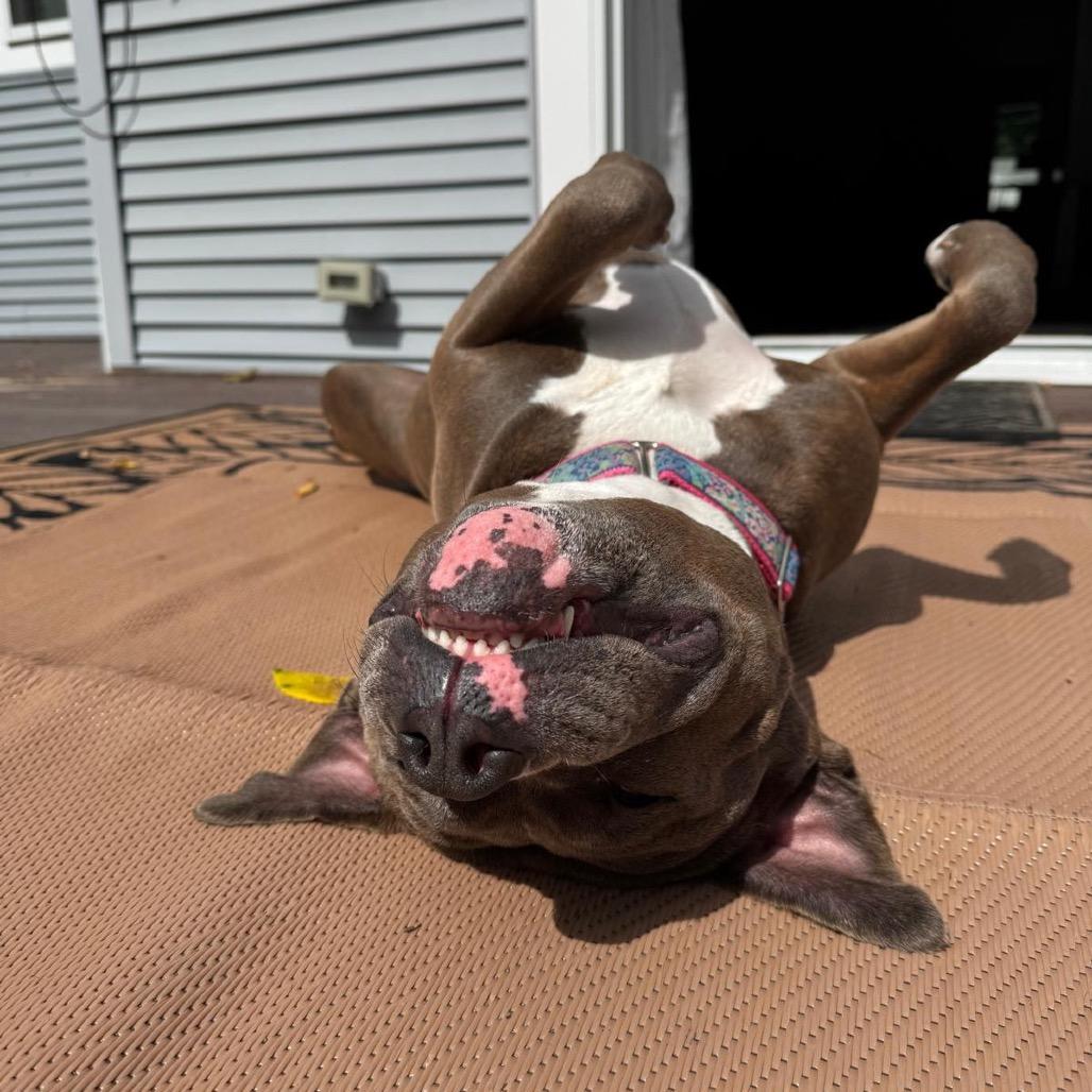 Dottie, Adoptable, Adult Female Mixed Breed & Mixed Breed.