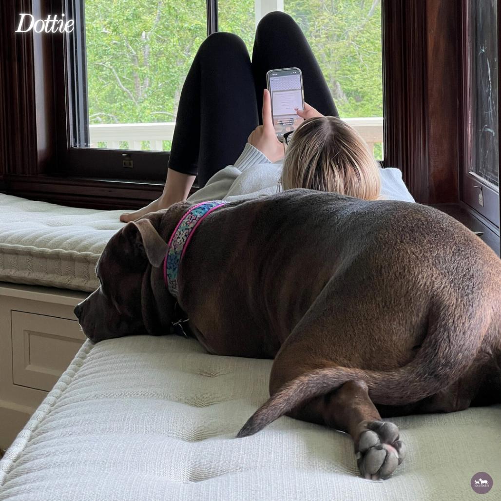 Enlarge Dottie, a Adoptable mixed breed in Hopkinton, MA image 1/6